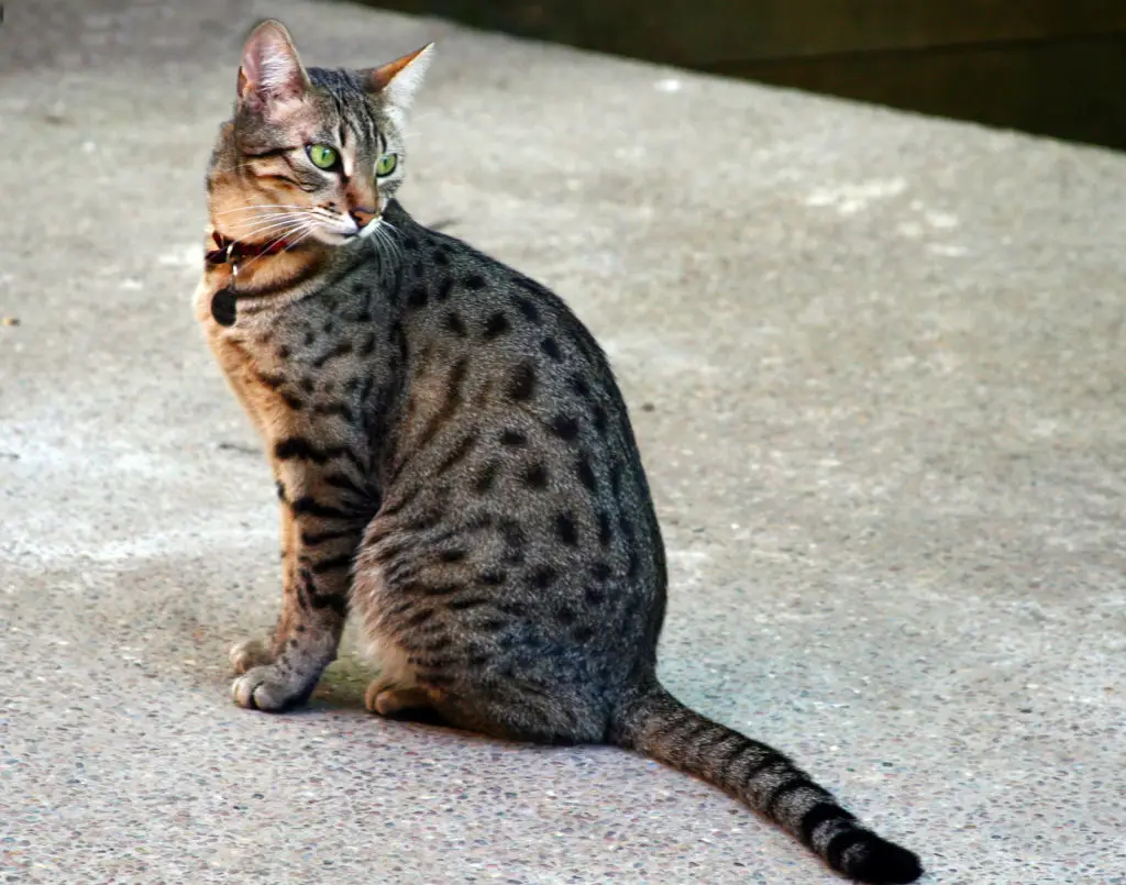 Egyptian Mau Bronze