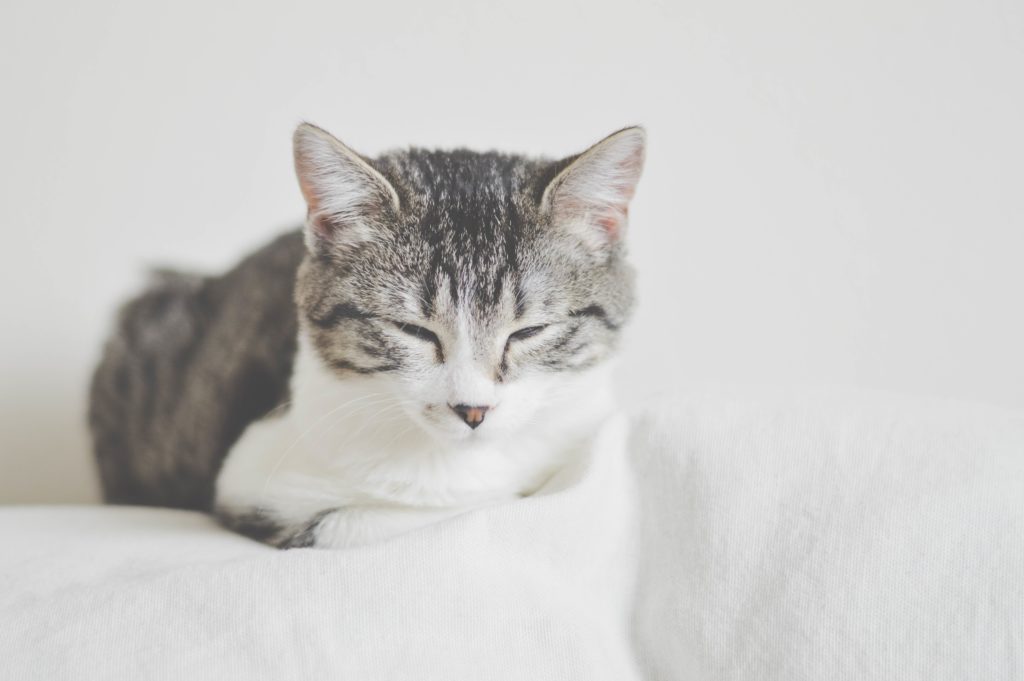 american shorthair