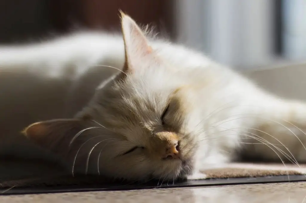 cats love sunbathing and sleeping on warm things