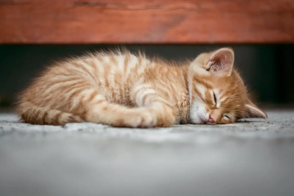 baby cat dreaming