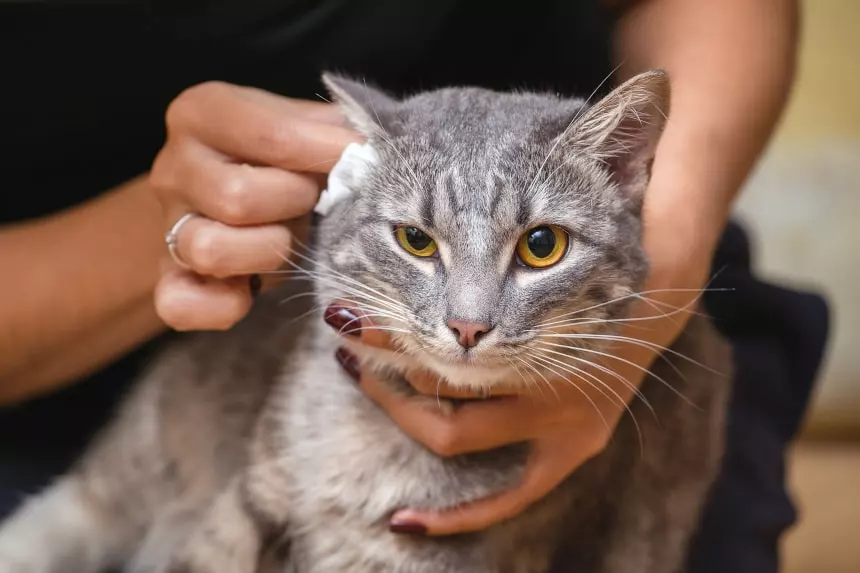 cat-ear-infection