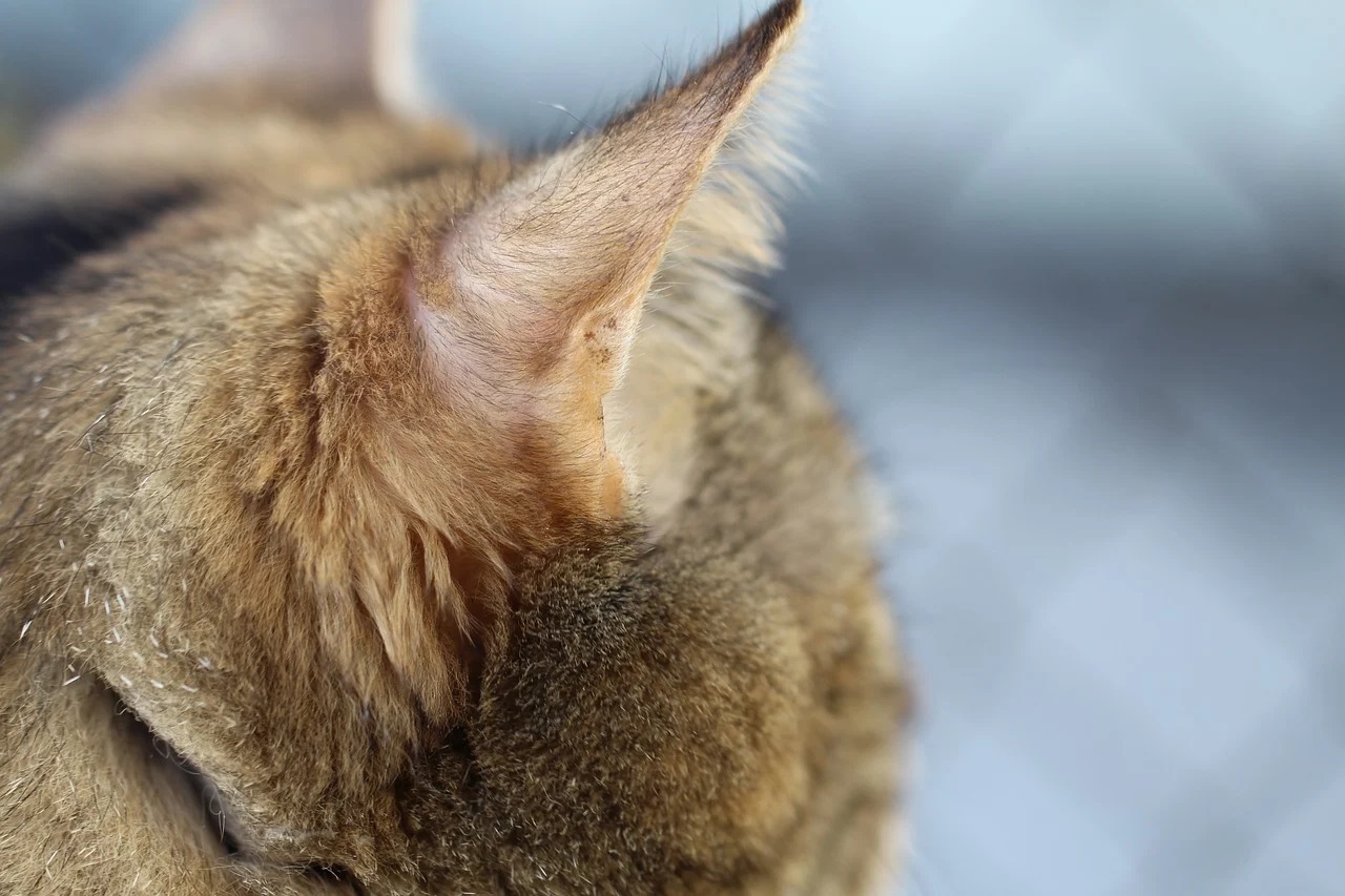 What Should I Do When My Cat's Ears Feel Hot? MeowFluent