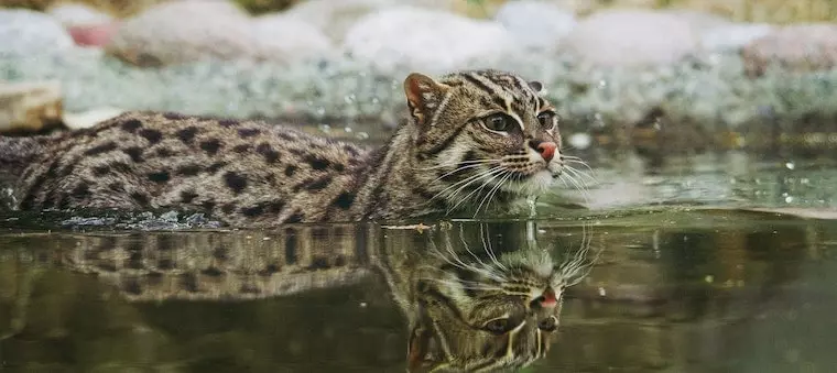 cat-in-water