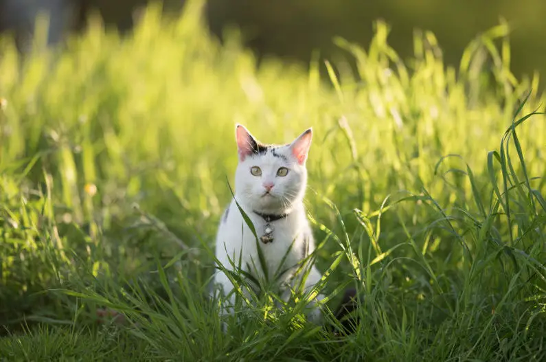 cat with a collar