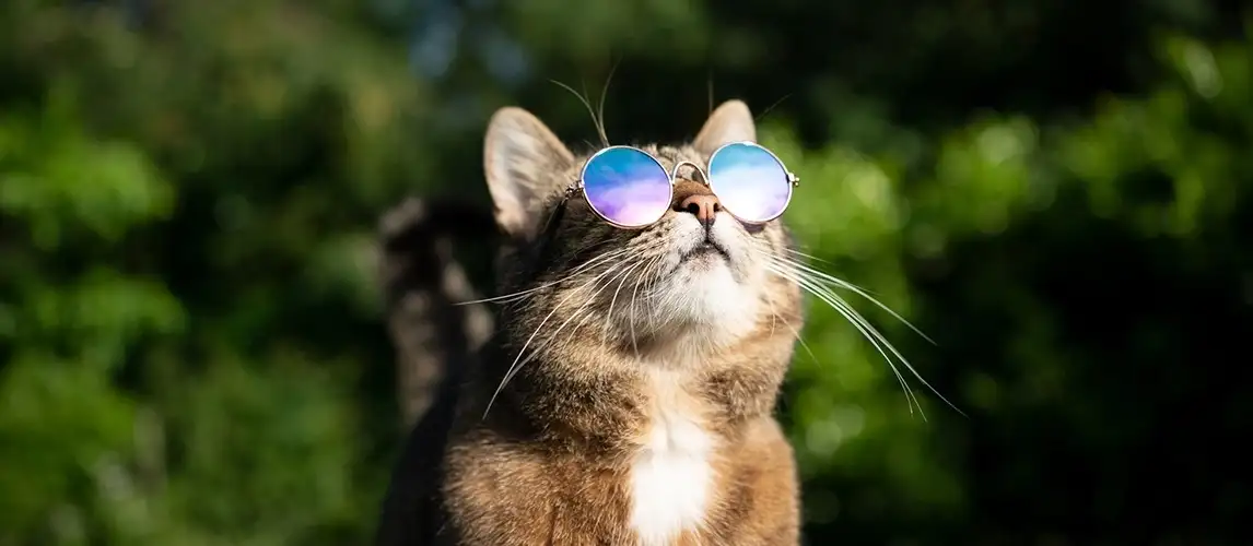 cat-with-sunglasses