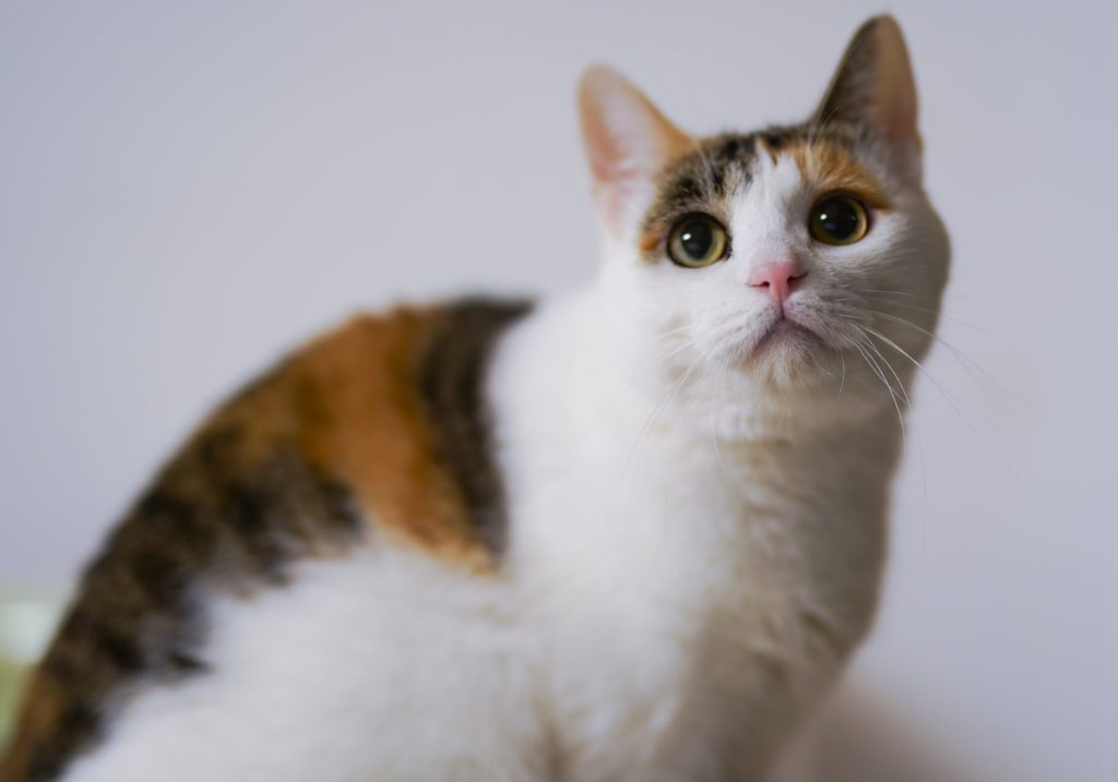 japanese bobtail