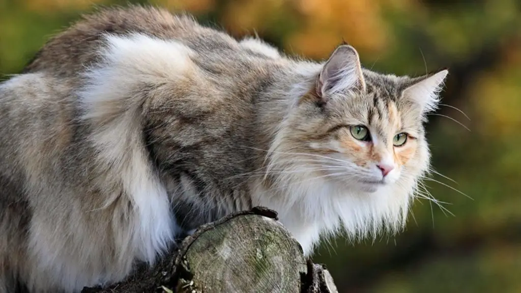 norwegian forest cat