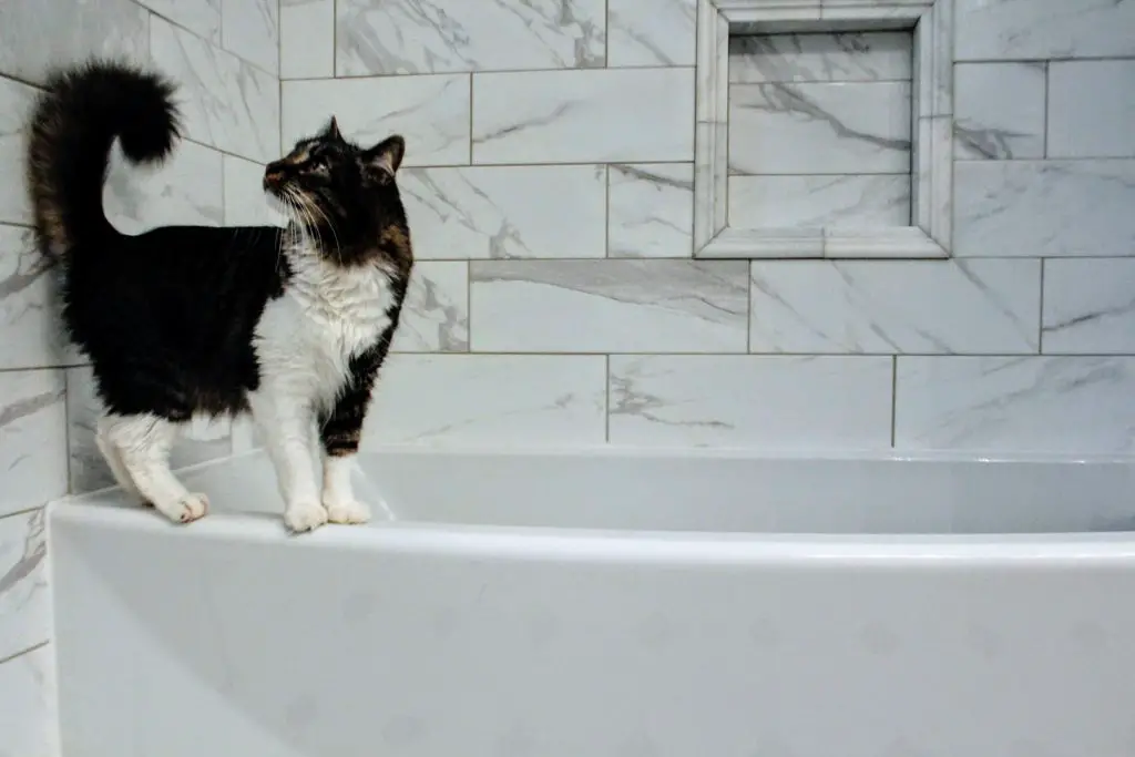 cat in the restroom