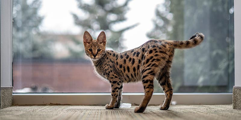 savannah cat