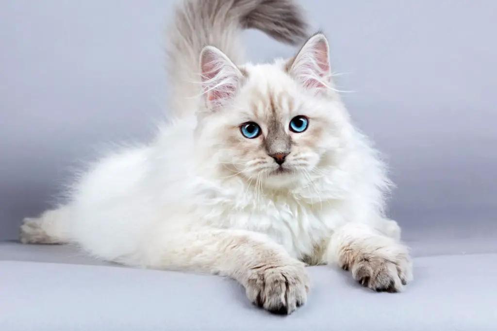 siberian cat