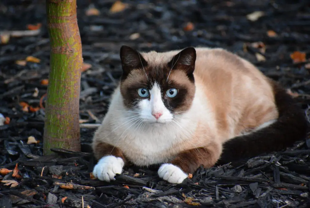 snowshoe cat