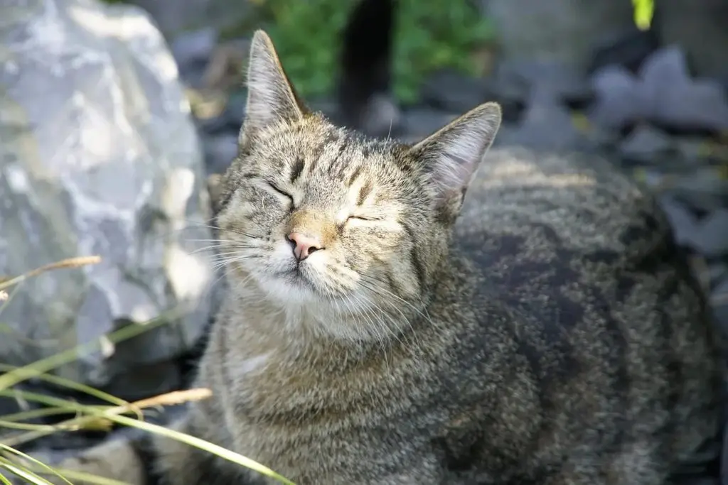 cats love summer heat