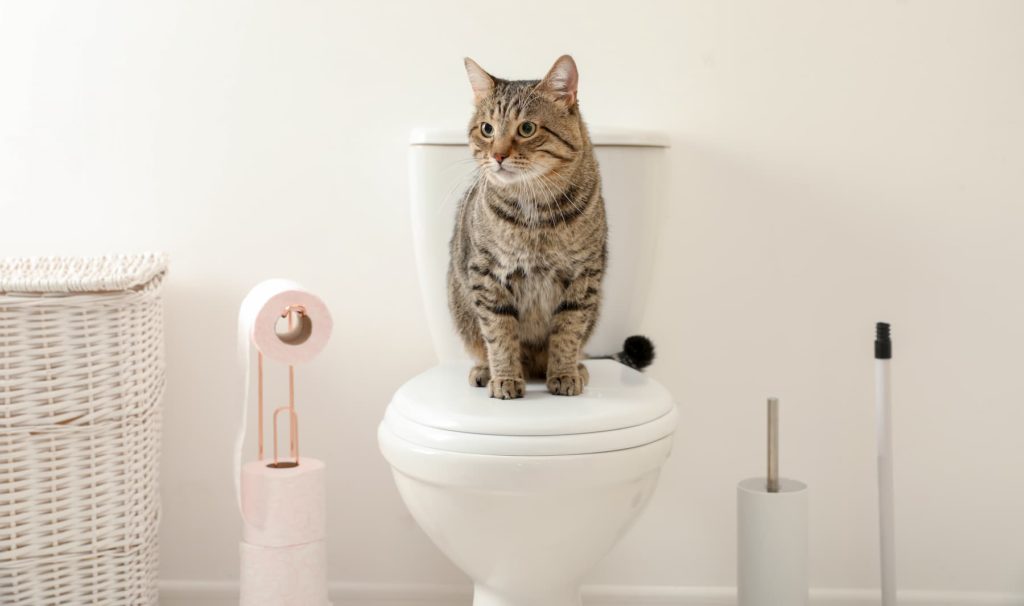 Why Does My Cat Follow Me To The Bathroom? 5 Reasons Why! MeowFluent