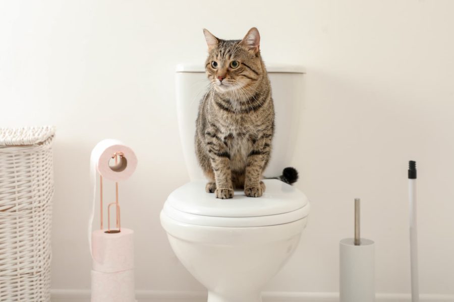 cat sitting on the toilet