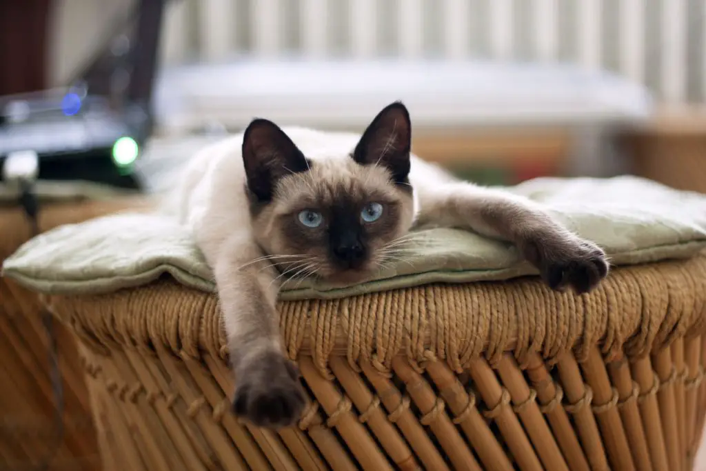 tonkinese cat