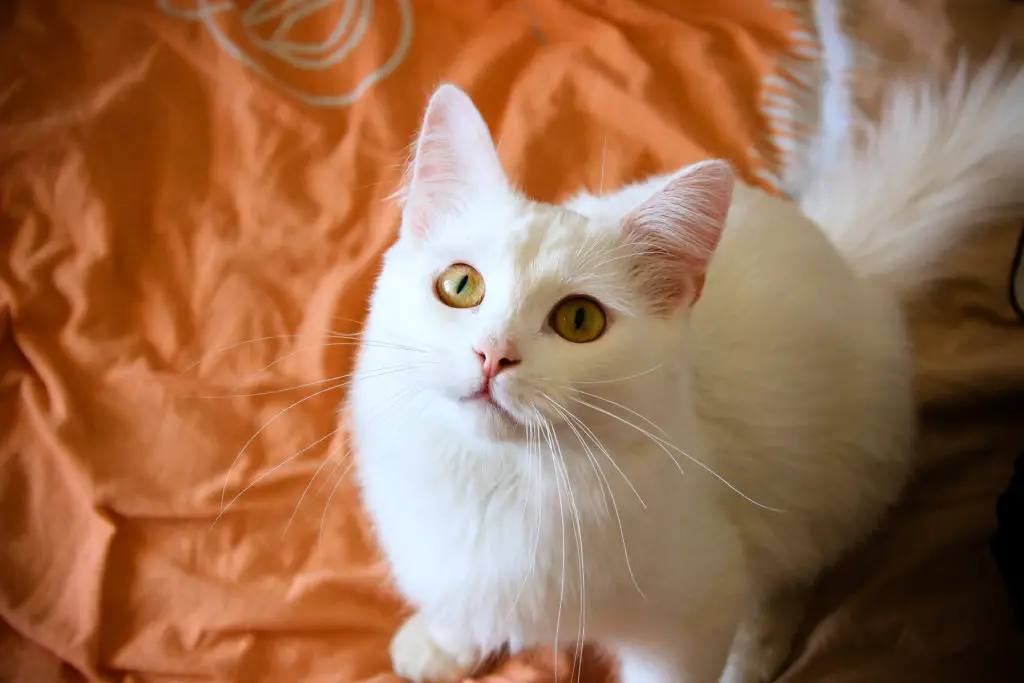 turkish angora