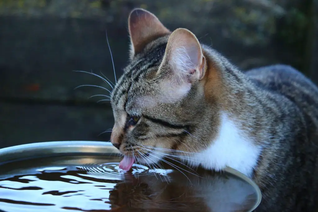 13-simple-tricks-to-get-your-cat-to-drink-more-water-meowfluent