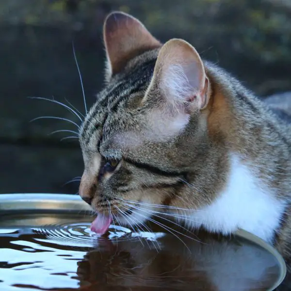 water-kitten-cat-mammal-drink-fauna