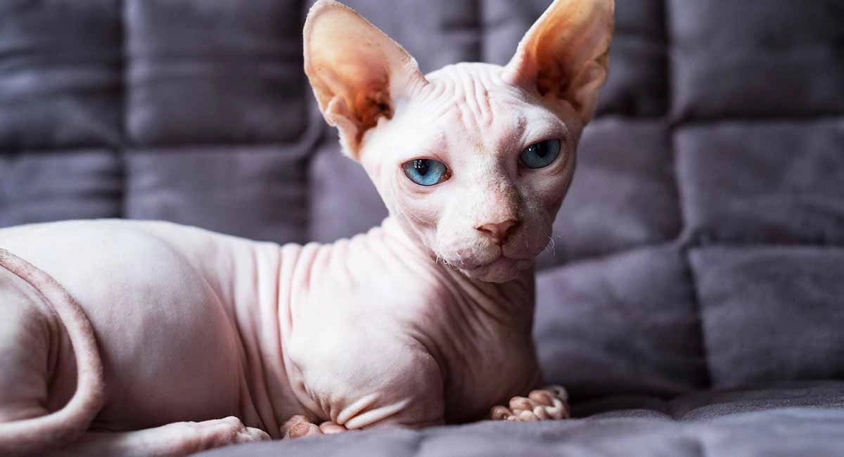 Sphynx cat