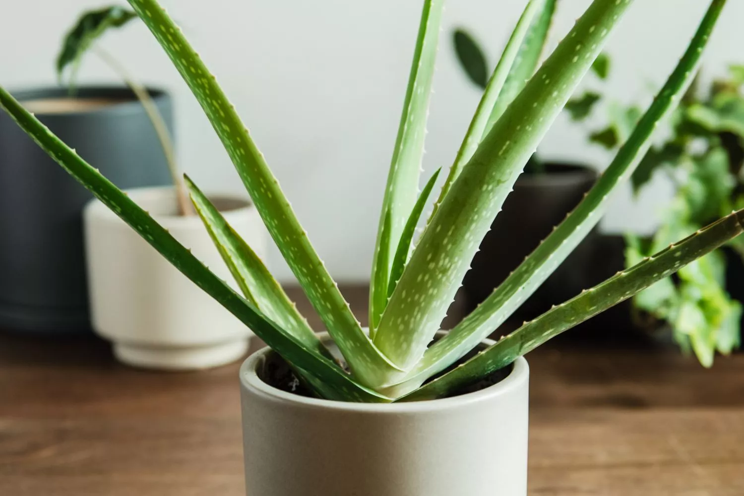 aloe vera