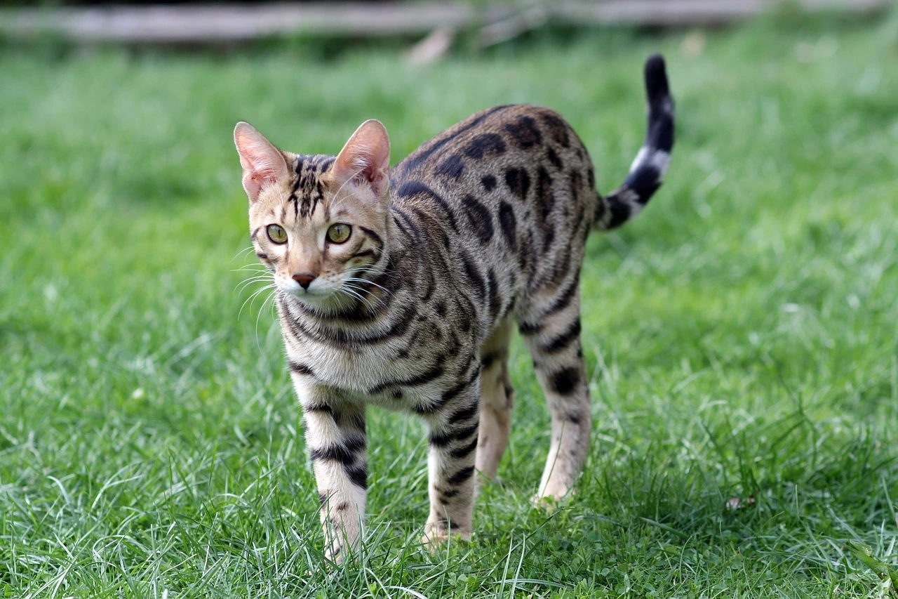 bengal