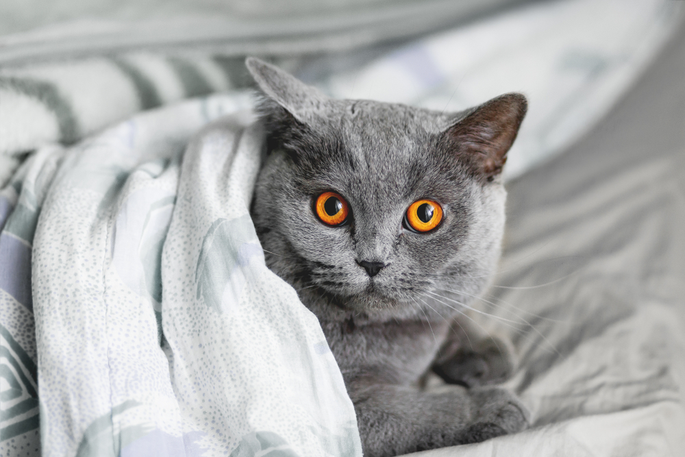 british shorthair