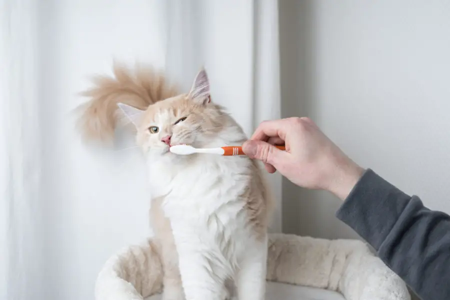 cat brushing teeth