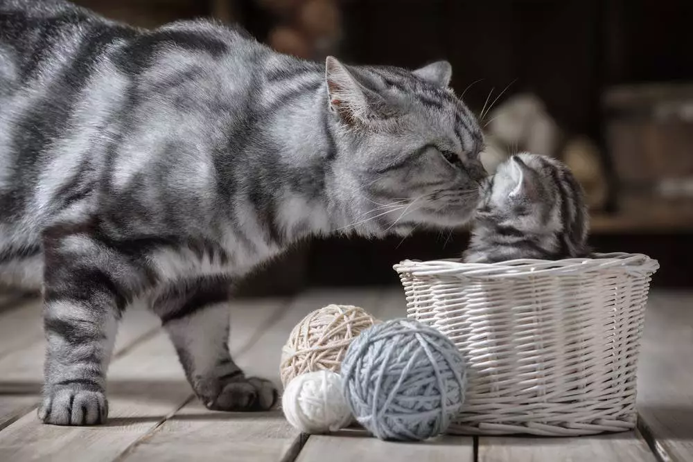 cat introduced to a kitten