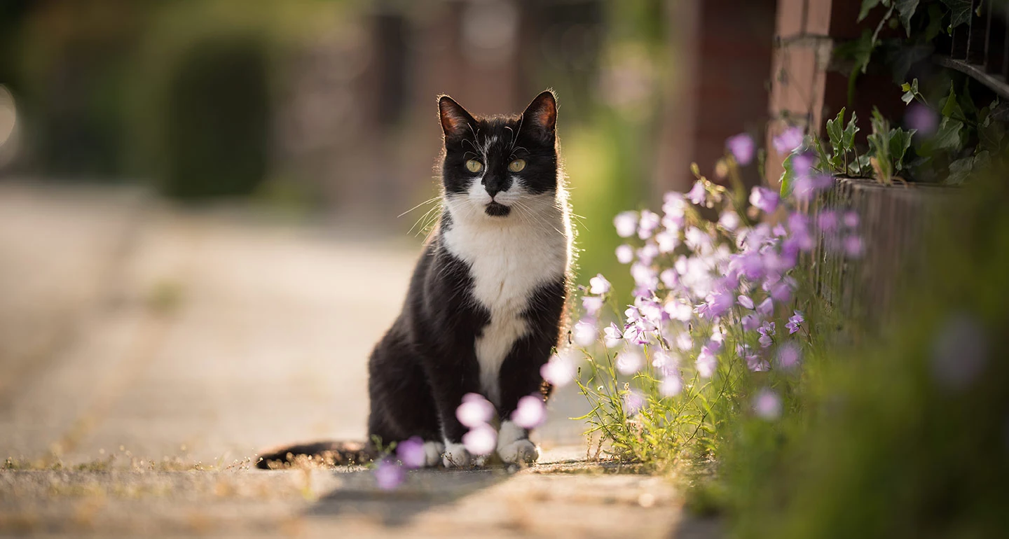 cat loves being outside