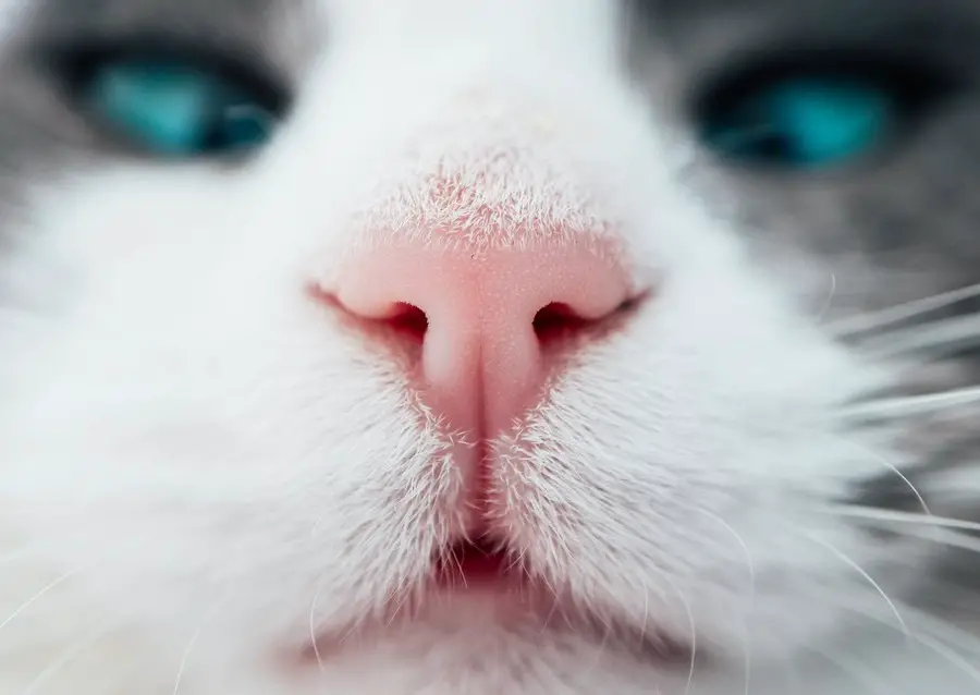 cat upper lip