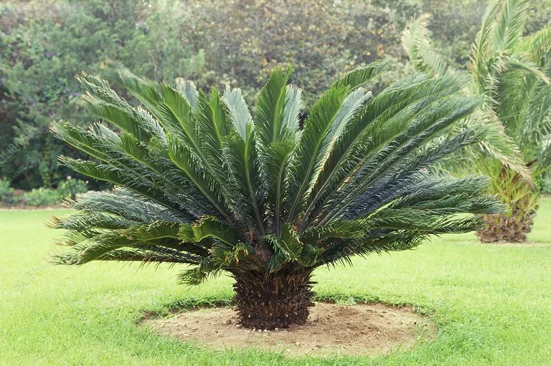 cycas