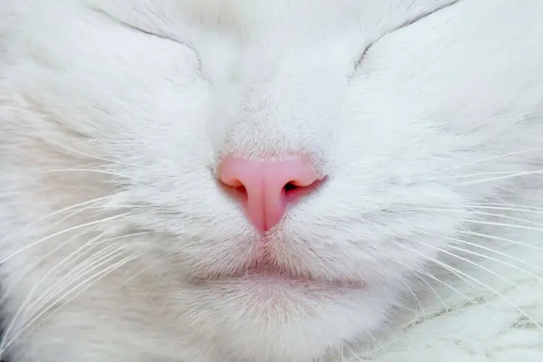 do cats have lips 1
