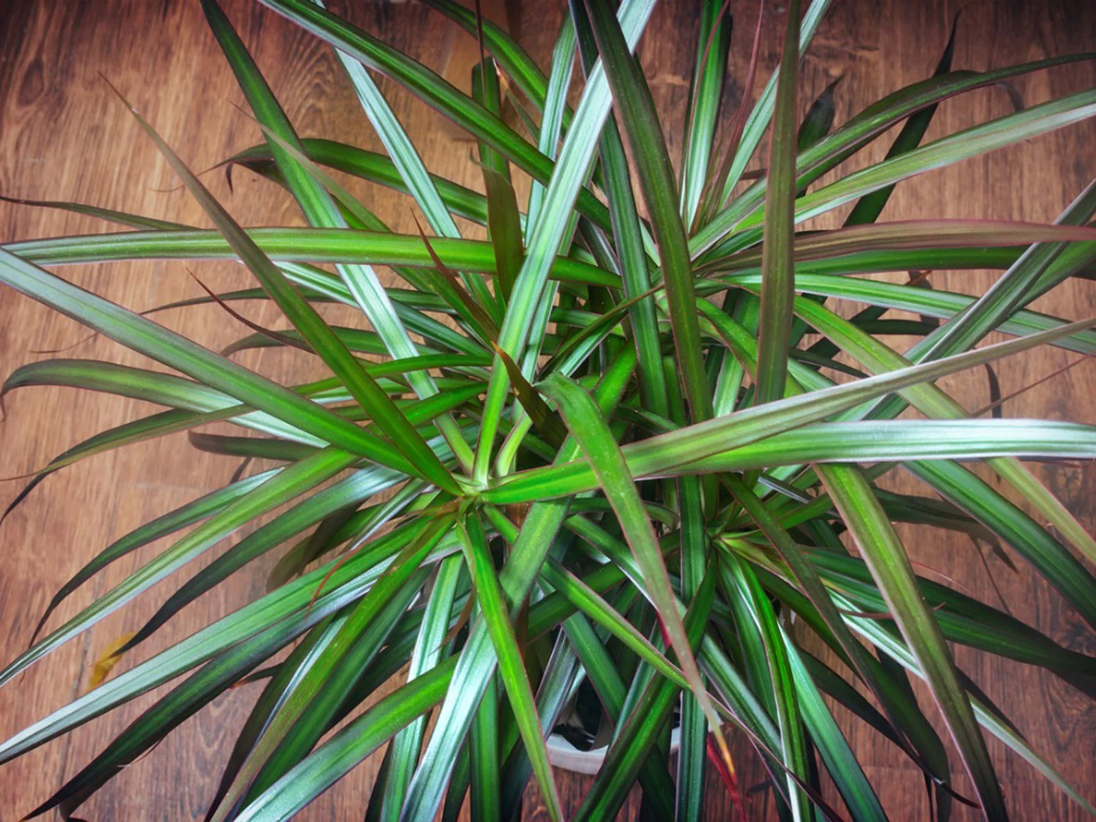 dracaena