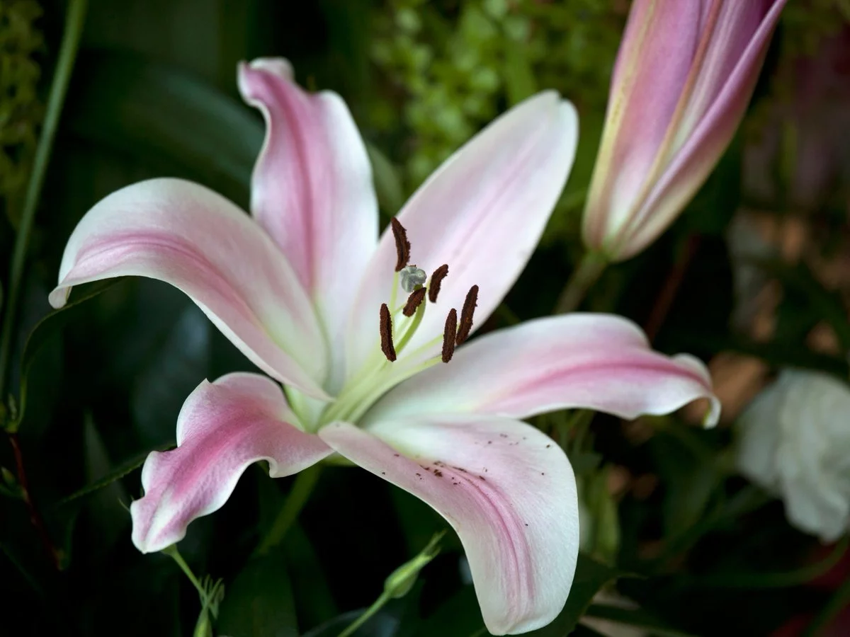 indoor-lilies