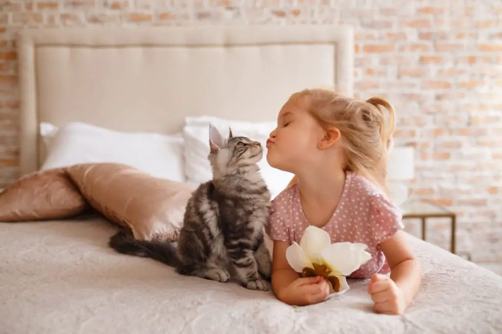 kid playing with a cat