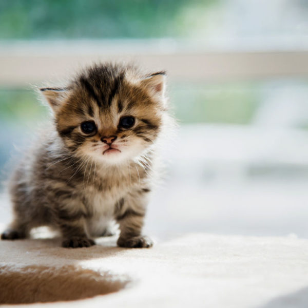 kitten-adoption