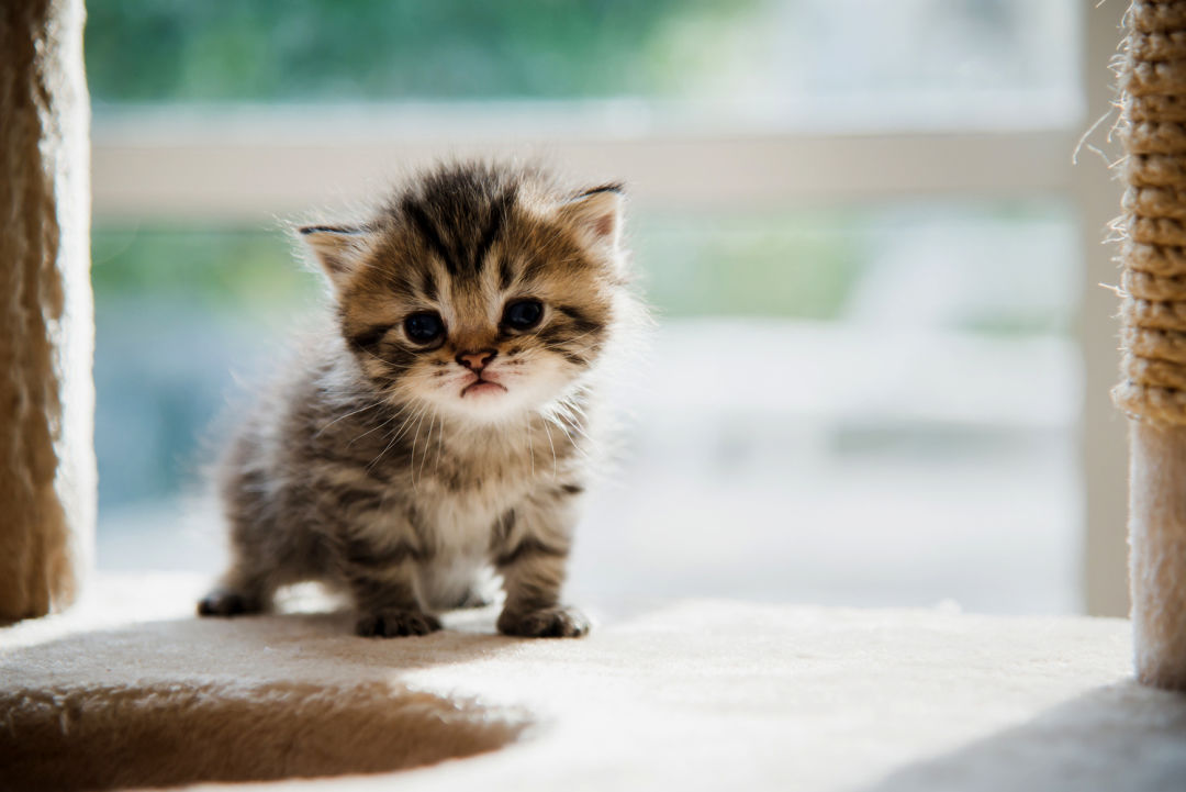 kitten-adoption