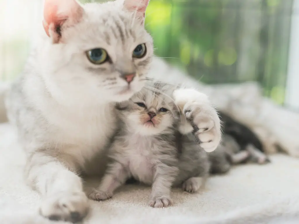 kitten mother