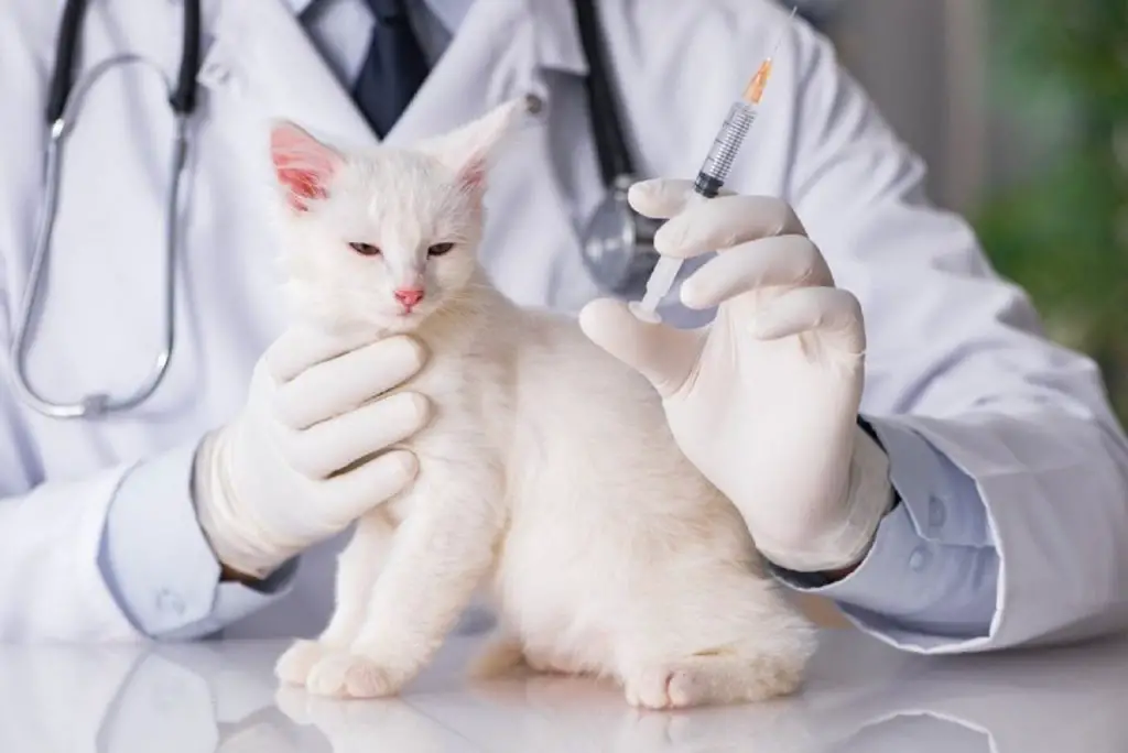 kitten vaccination