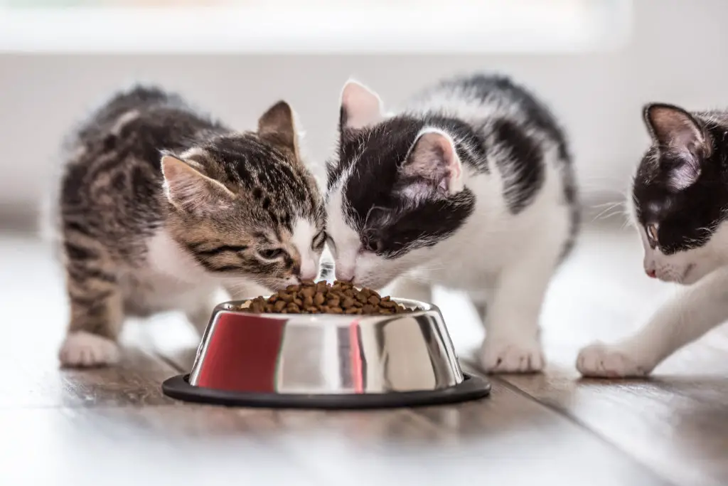 kittens eating