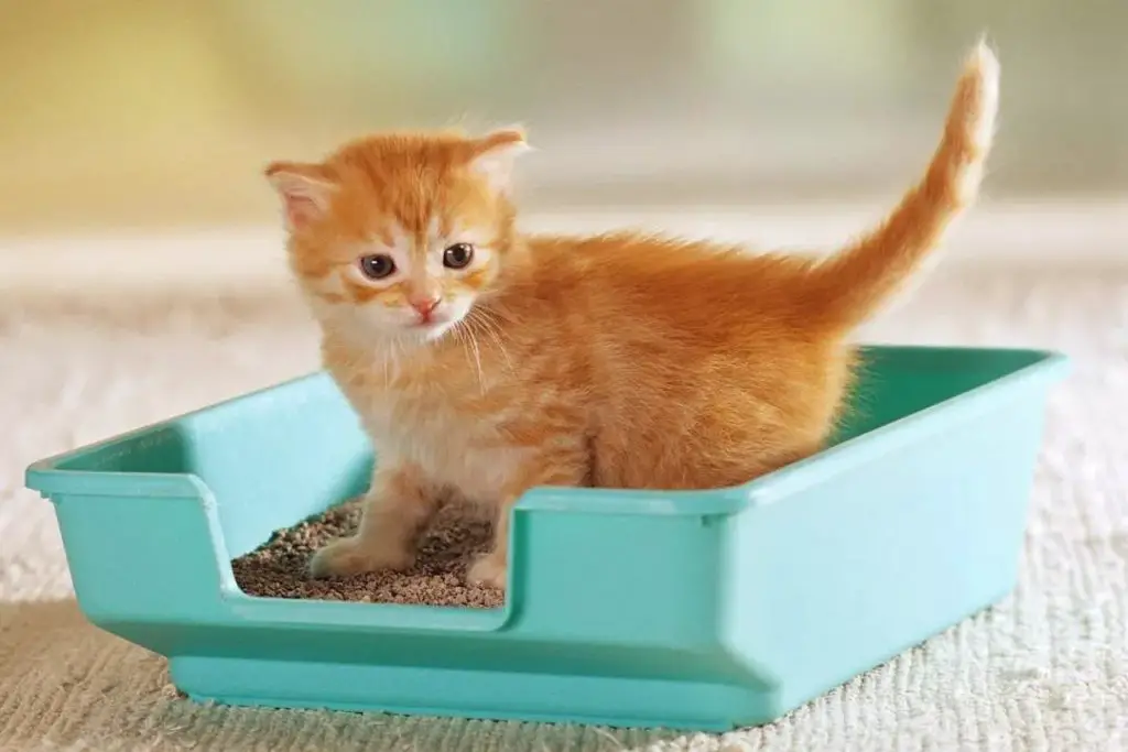 litter train kitten