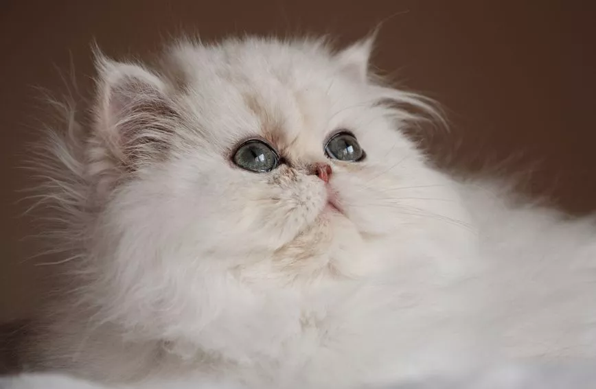 persian cat