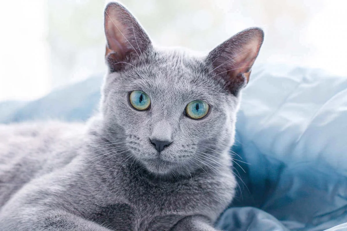 russian blue