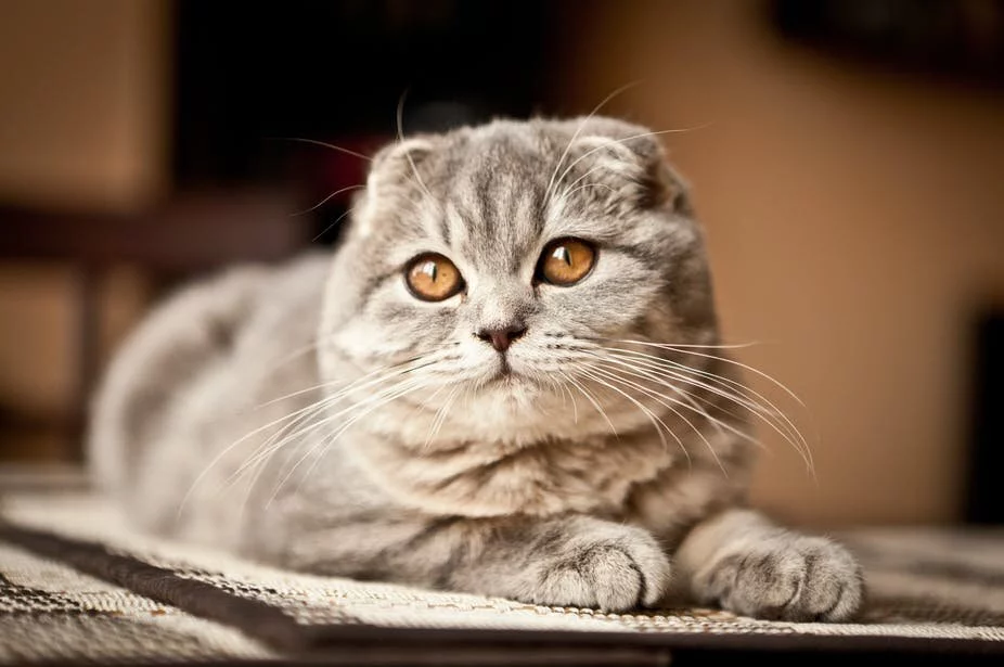 scottish fold