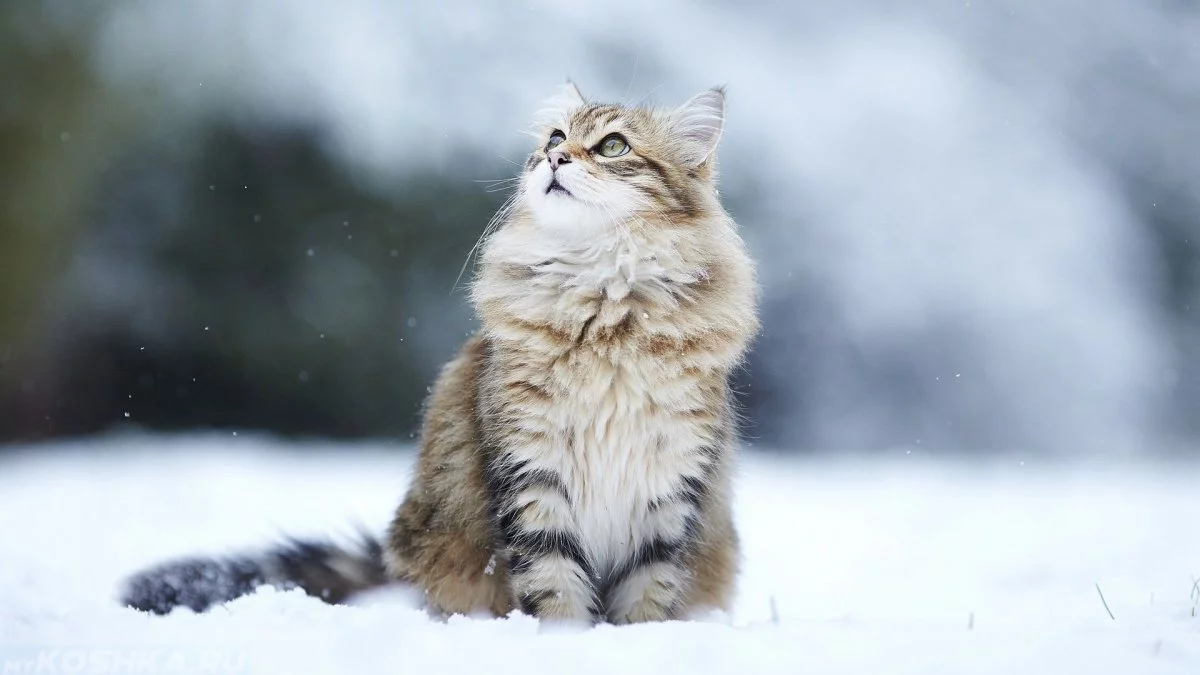 siberian cat 1