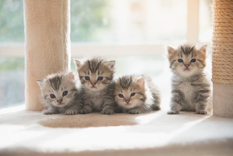 small kitten litter