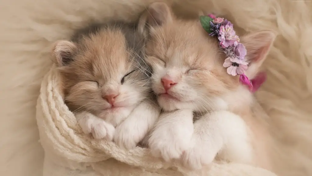 two beutiful kittens sleeping together