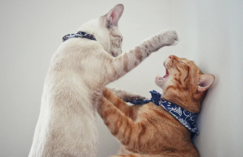 two cats fighting