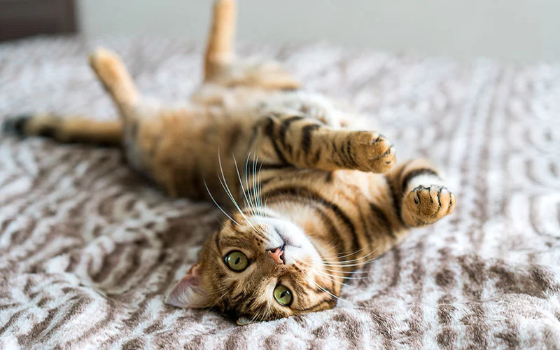 bengal cat rolling