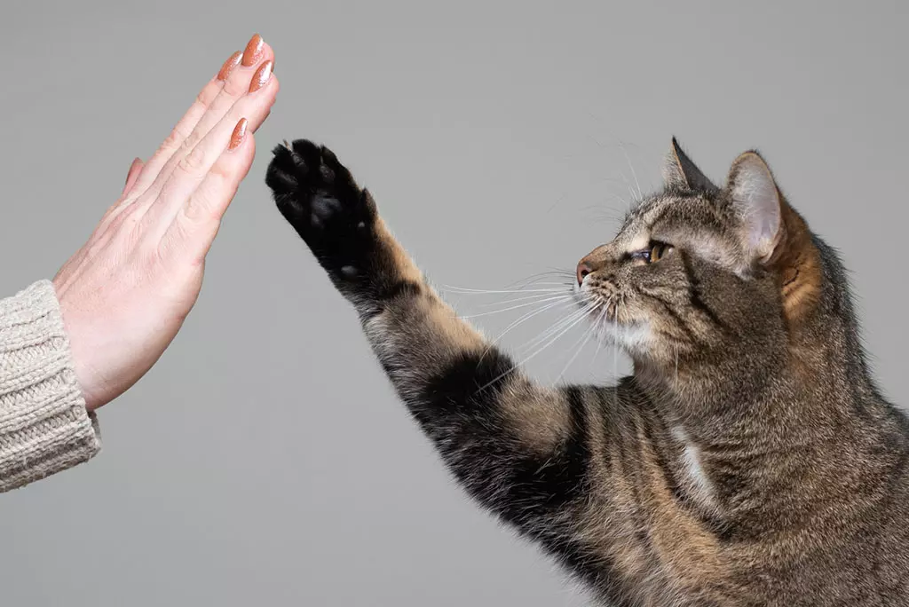 cat high five